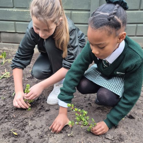 Mountview Outdoor Garden Club (14)